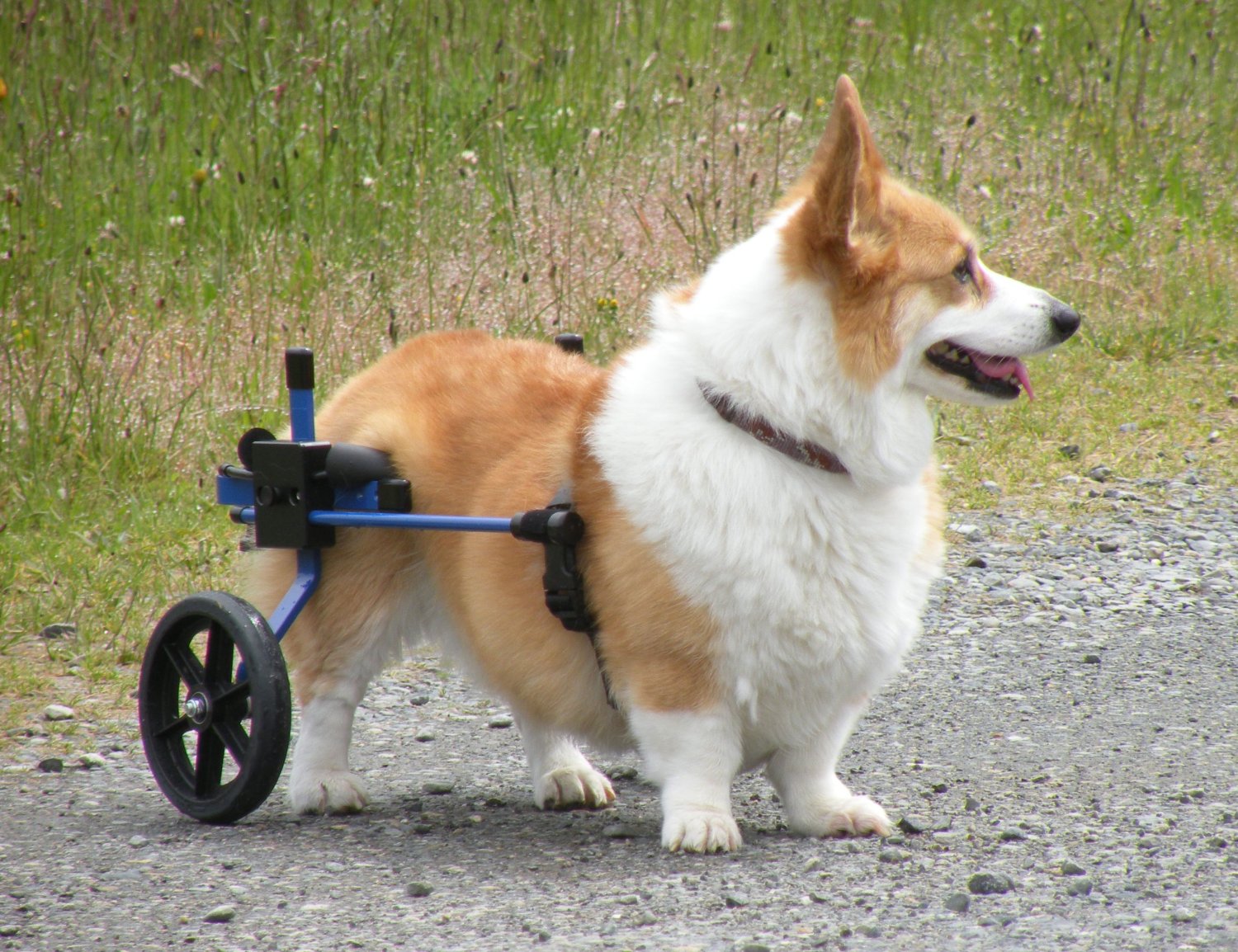 Best_Dog_Wheelchair_buy.jpg