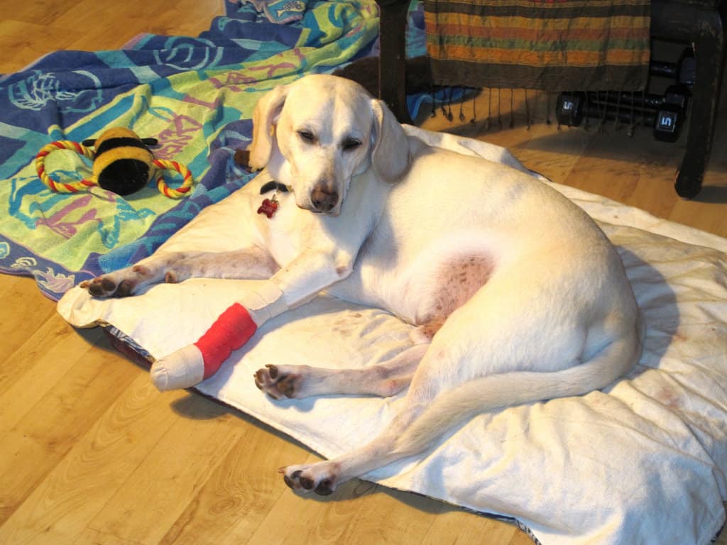 dog nail injuries