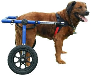Dog_Wheelchair_For_Large_Dogs Dog Wheelchair For Large Dogs