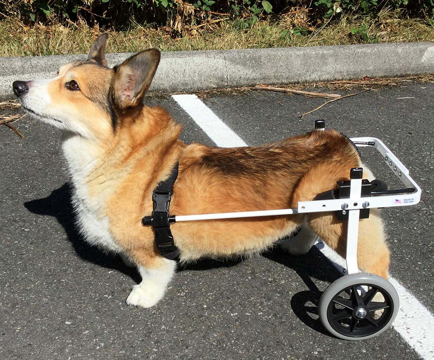 K9_Carts_Rear_Support_Wheelchair K9 Carts Rear Support Wheelchair